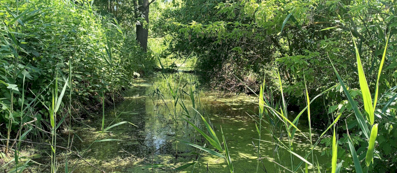 01_termeszetes_meder_csipkes roland_1920