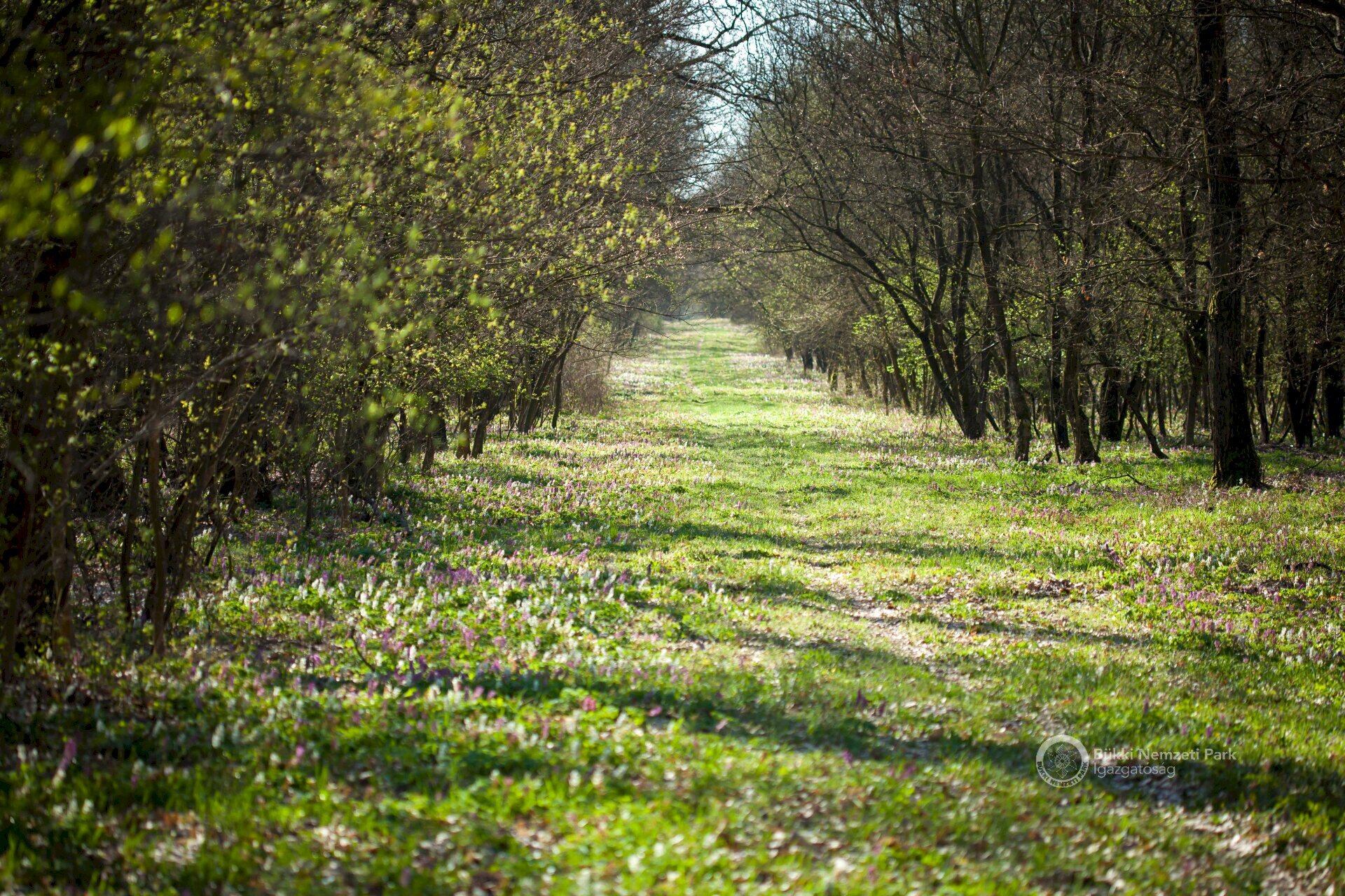 03 Gyalogút a régi erdészeti úton