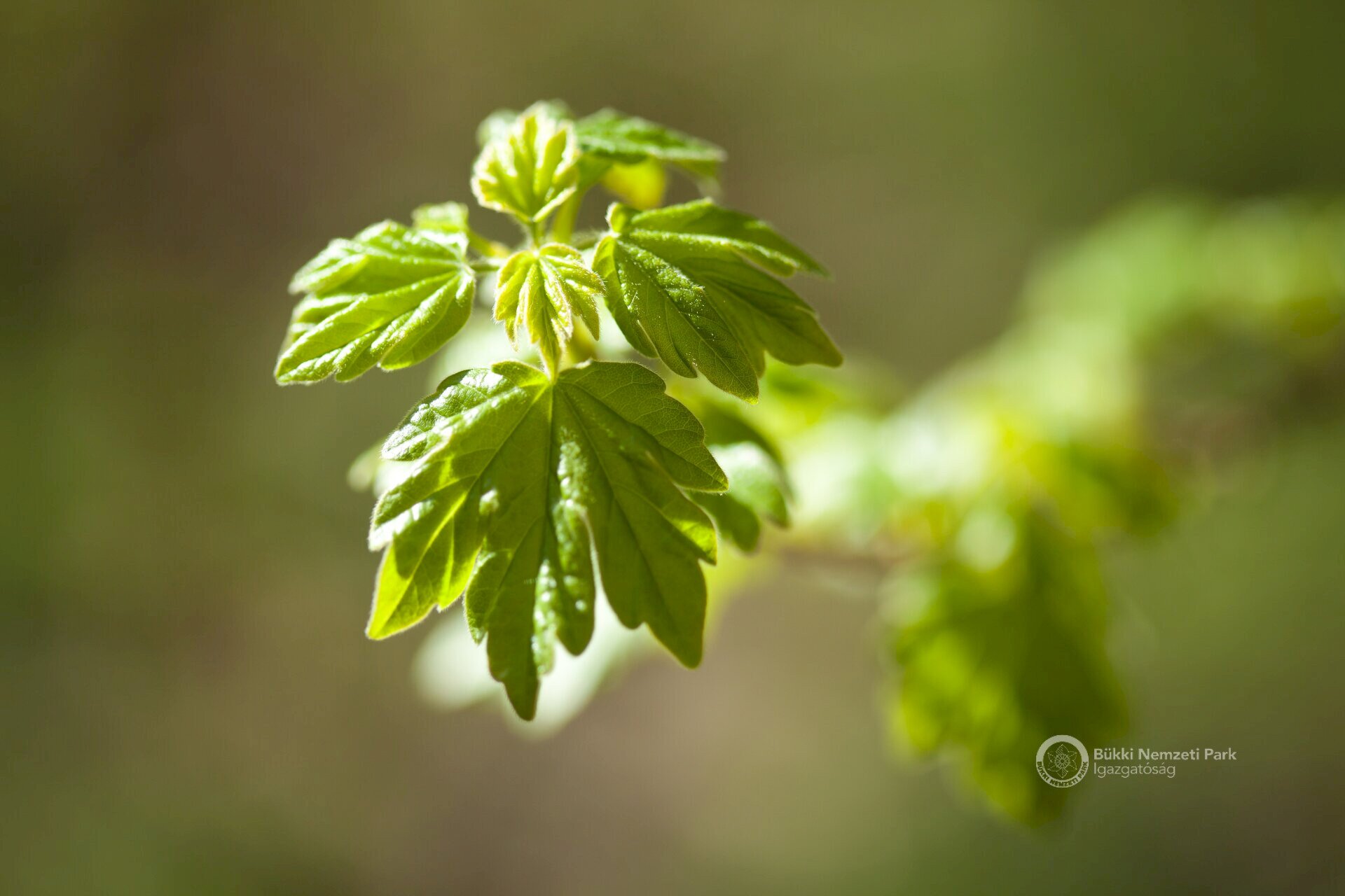 06 Mezei juhar levele készül