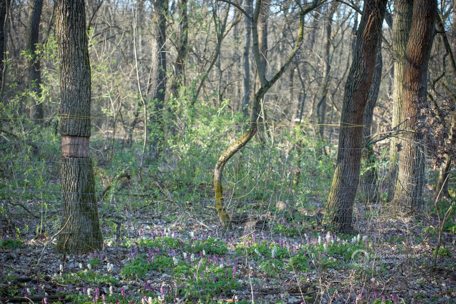 09 Döntéssel, sebzéssel és gyűrűzéssel kialakított mesterséges lék