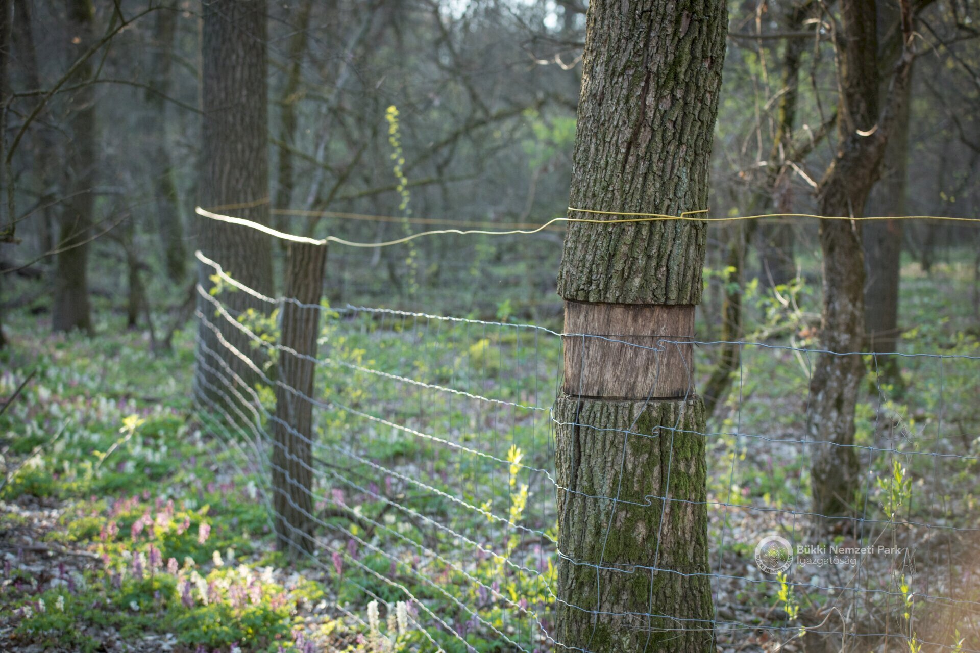 10 Vadvédelmi kerítés a lék körül
