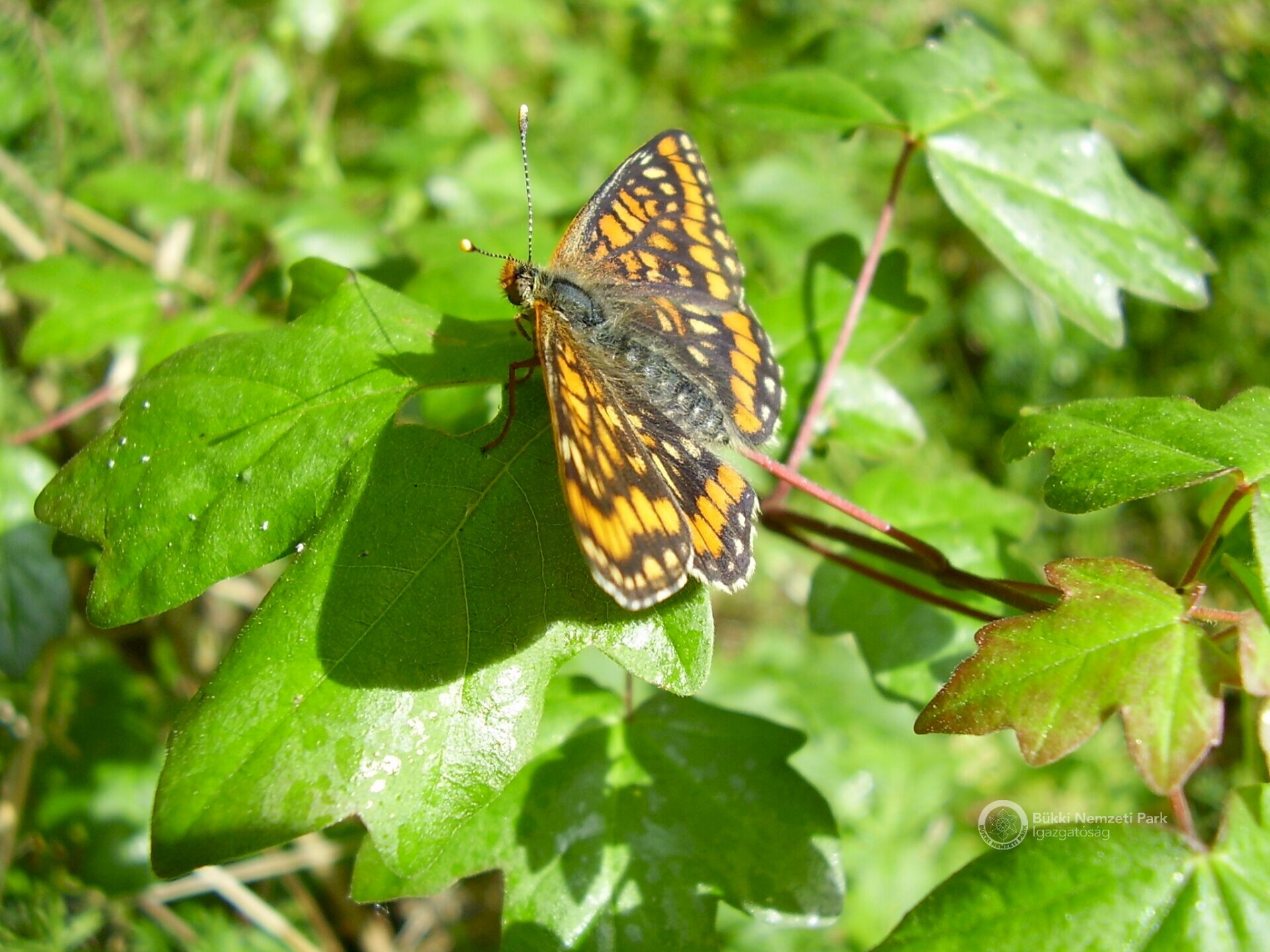 13 Díszes tarkalepke