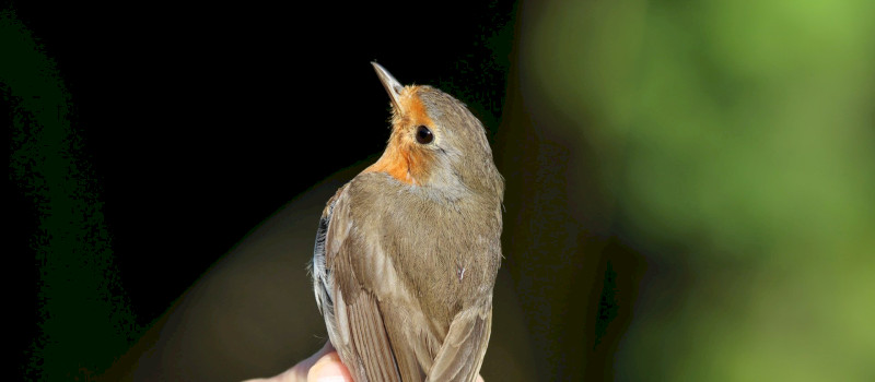 2024_07_20_szitakoto_kovacscs_1_1920