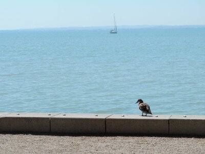                                                                                                                                 