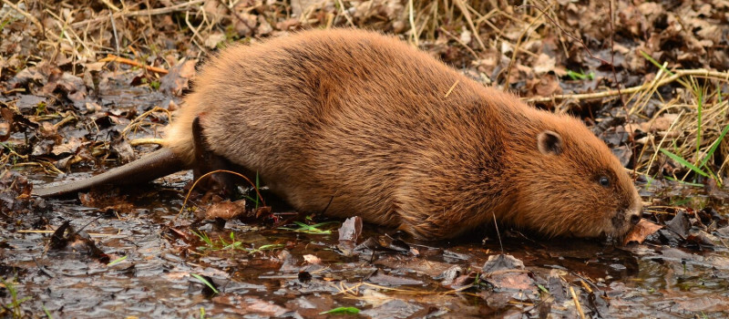 62_kep_soos_gabor_hod