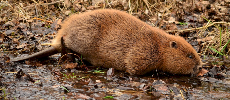 62_kep_soos_gabor_hod