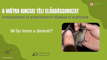 A Mátra Kincsei téli előadássorozat - Mi fán terem a denevér?