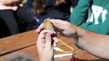 Áprilisi madárgyűrűzés a Szitakötő háznál