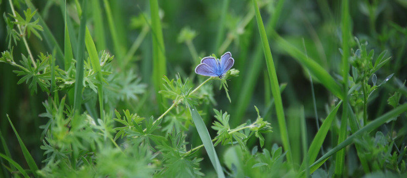 aprószemes boglárka KA
