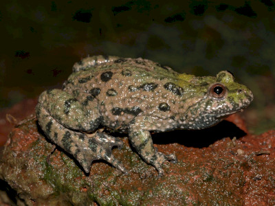 ASCII                                       