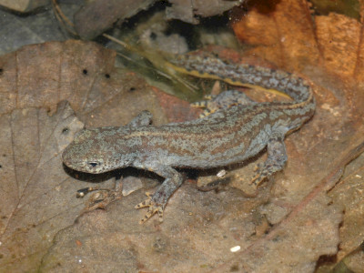 ASCII                                       