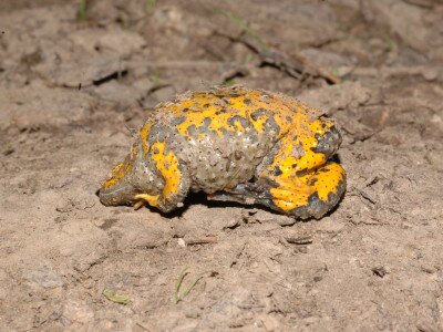 ASCII                                       