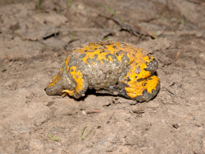 ASCII                                       