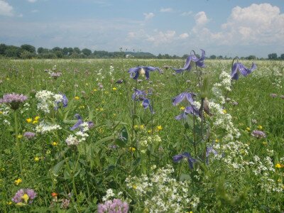 ASCII                                       