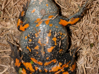 ASCII                                       