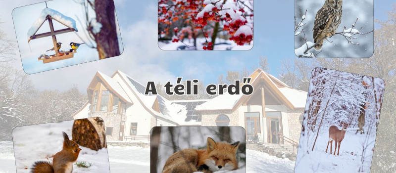 A téli erdő - természetismereti foglalkozások óvodásoknak a Harkály Házban