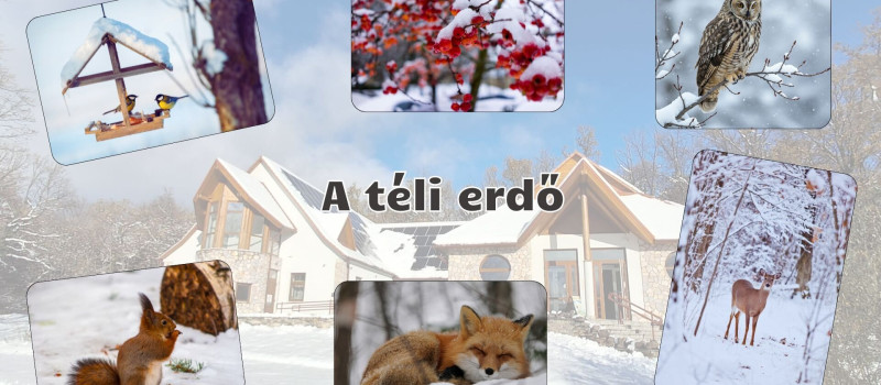 A téli erdő - természetismereti foglalkozások óvodásoknak a Harkály Házban