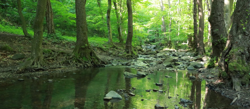 BETELT - Vizes élőhelyek világnapja