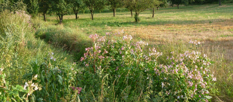 Bíbor nebántsvirág