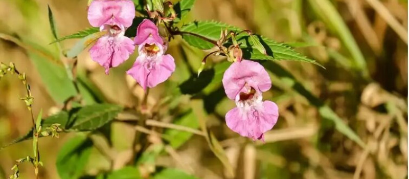 bíbor_termeszeti_hu2