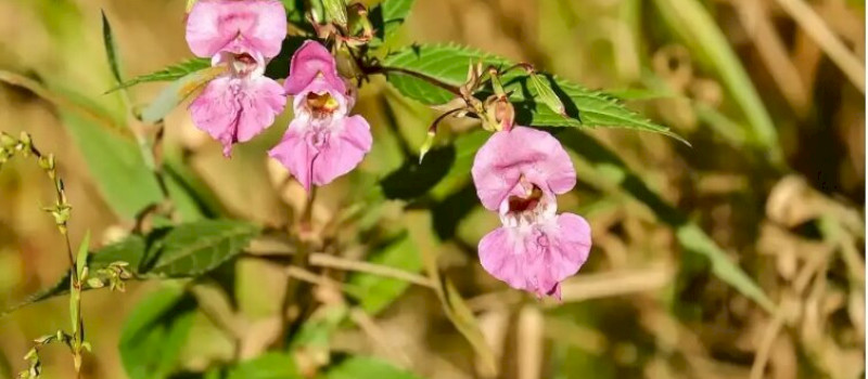 bíbor_termeszeti_hu2