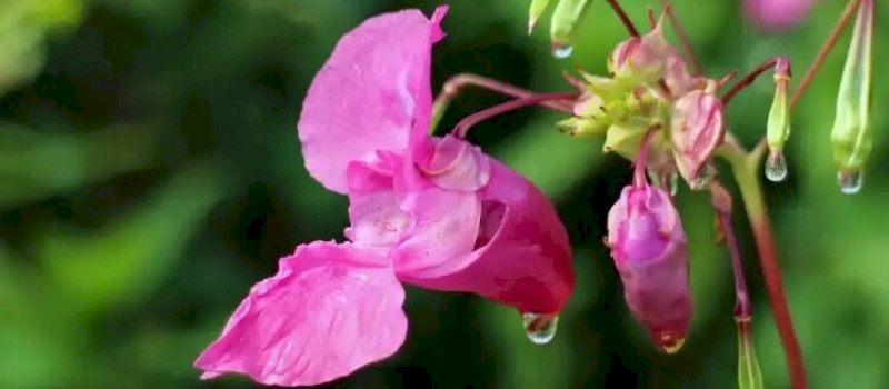 bíbor_termeszeti_hu4