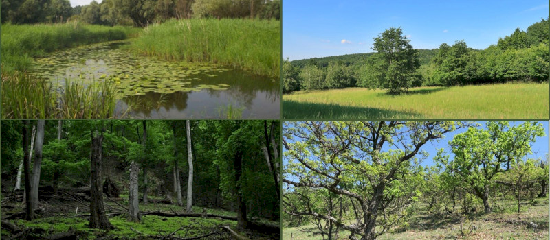 Biodiverzitás vetélkedő