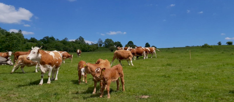 Bükkalja_szarvasmarhak_Schmotzer_1920