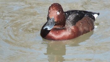 bükki nemzeti park igazgatóság, cigányréce, megfigyelés