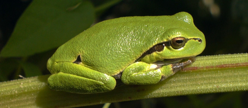 Bükkszék és környéke természeti értékeinek megőrzése – a kétéltűek szerepe és védelme