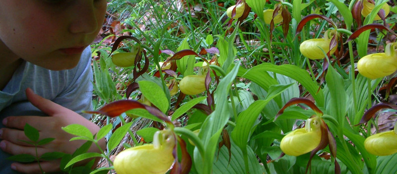 csák-pilis-cypripédium (4)