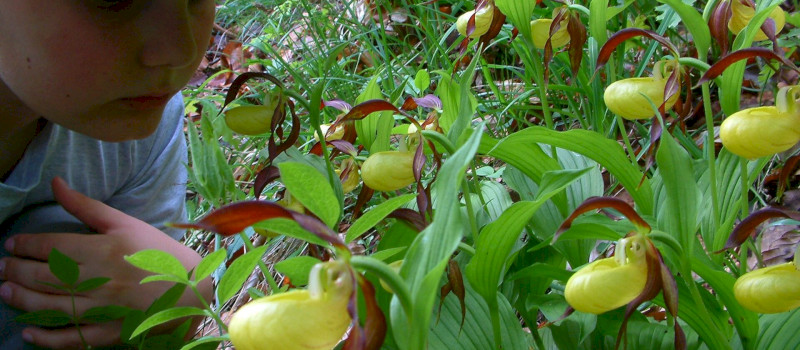 csák-pilis-cypripédium (4)