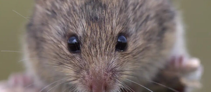 Cserkész Tamás_Sicista