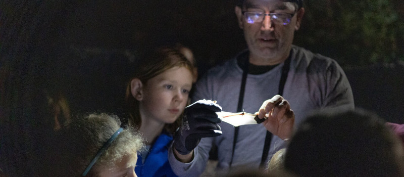 Denevérek násza a Bükkben