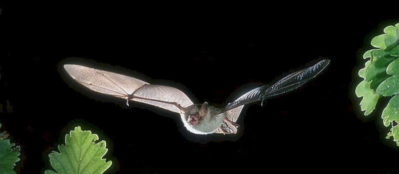 Denevérlesen a Szent István-barlangban