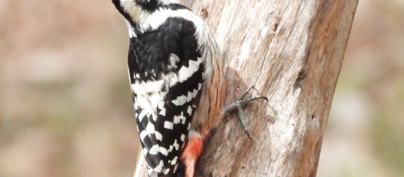 DSCN0356_Molnár Márton