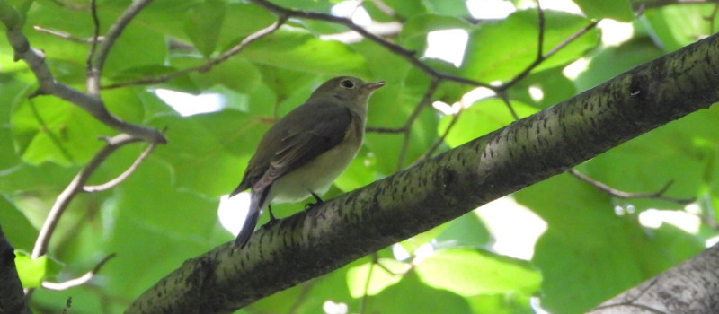 DSCN5156_Molnár Márton