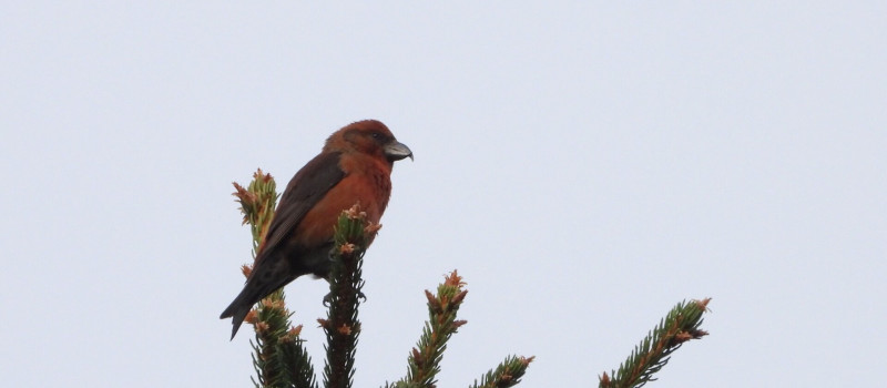 DSCN6017_Molnár Márton