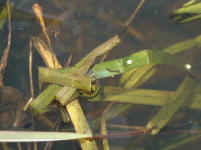                                                                           