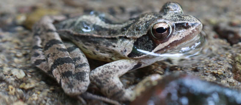 erdei béka közeli_1920