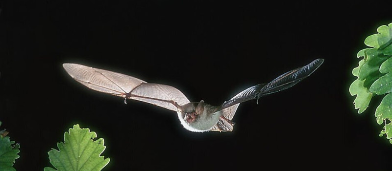 Esti túra és denevér megfigyelés a Harkály Ház szervezésében