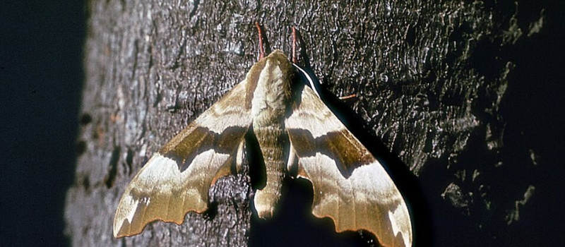 Esti túra és éjszakai lepkés program a Harkály Ház szervezésében