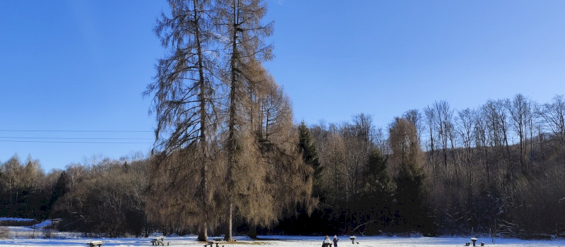 Évindító madárgyűrűzés Jávorkúton