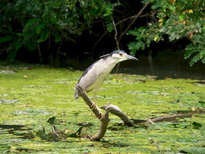 A mondókák vakvarjúja a gémfélék közé tartozó bakcsó (Nycticorax nycticorax) Fotó: Soós Gábor