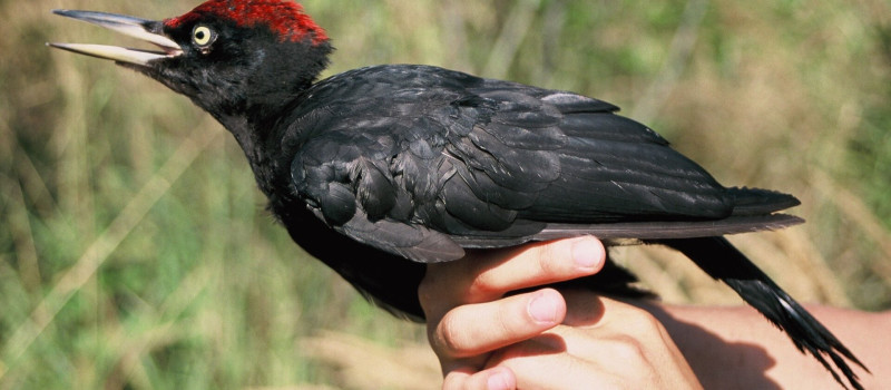 Fekete harkály_FCs_10