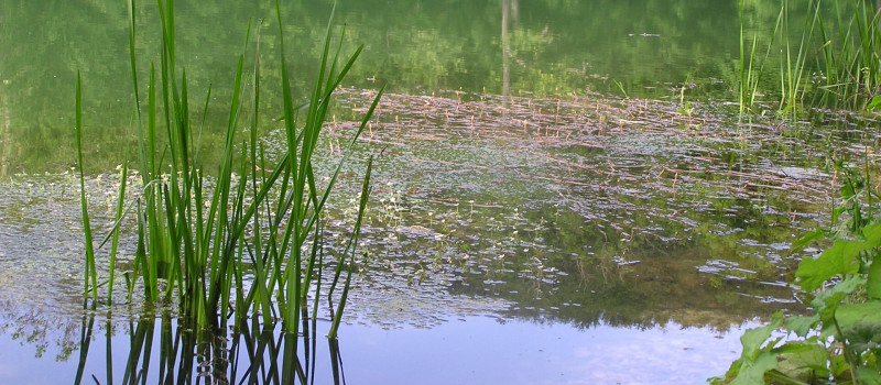 Felsőtárkányi tó_víz