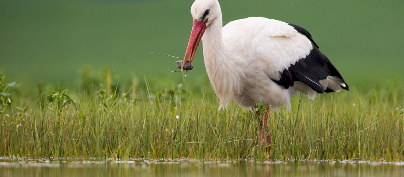 gólya2_Jakab Sándor