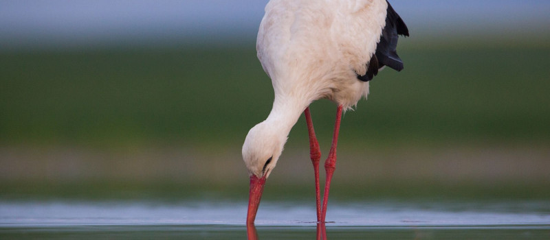 gólya_Jakab Sándor