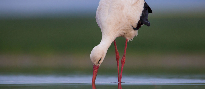 gólya_Jakab Sándor