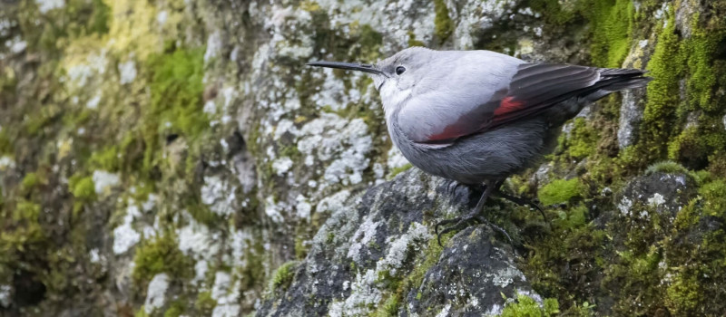 Hajnalmadár-túra a Bél-kőn